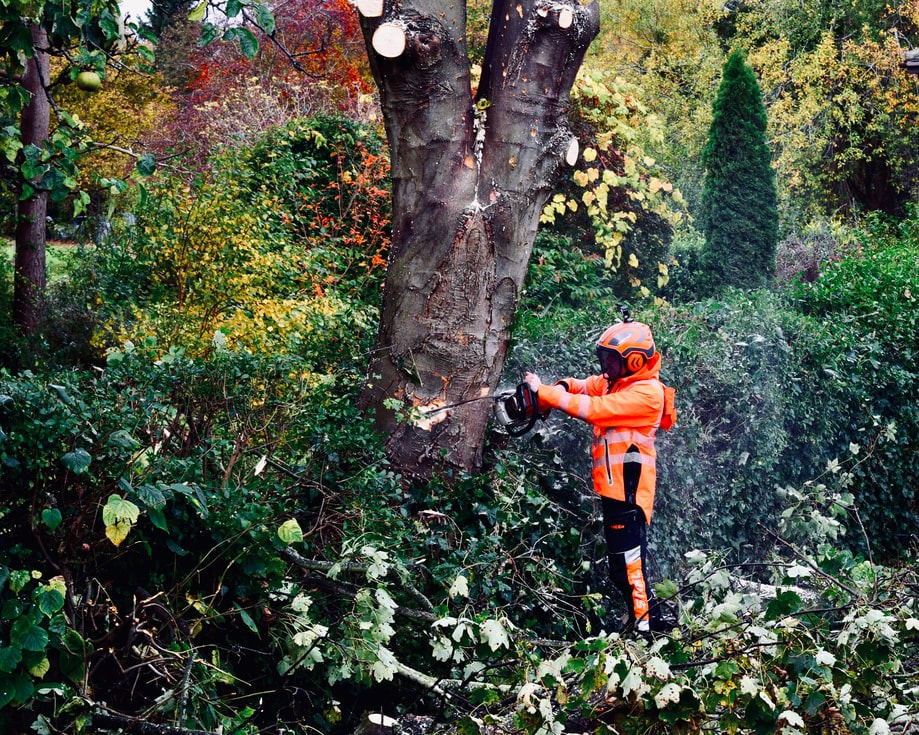 Tree surgeon services in East Lothian, click here for a tree surgeon quote