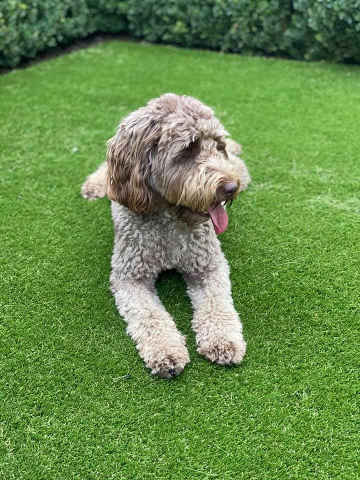 East Lothian artificial grass installation company, click here for pet-friendly grass prices