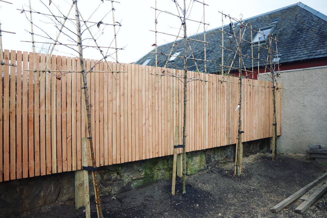 Feather edge fencing and pleach tree  installation in Musselburgh, contact JDS for a feather edge fence installation quote in East Lothian