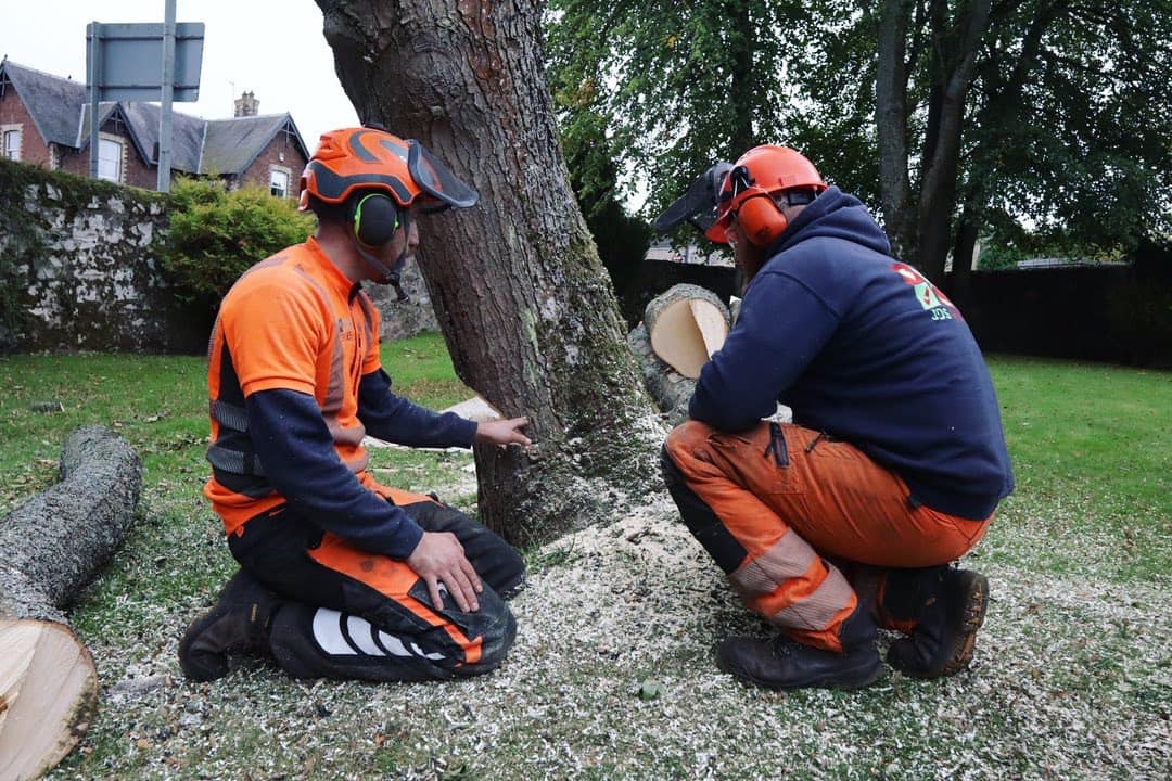 Tree surgeons East Lothian, click here for am East Lothian tree surgeon quote from JDS Trees Ltd