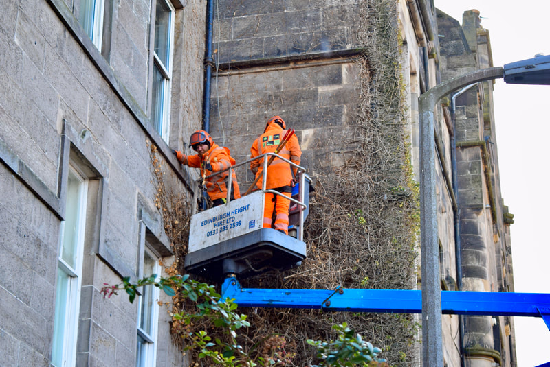 Ivy removal services in Edinburgh by JDS Trees Ltd
