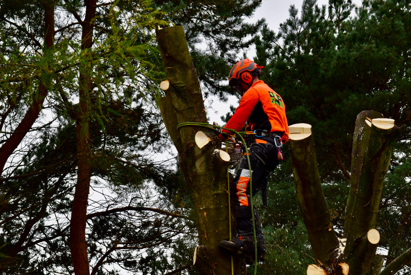 Tree removal services in Edinburgh by JDS Trees Ltd