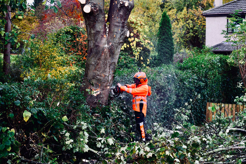 Tree surgeon services in East Lothian by JDS Trees Ltd