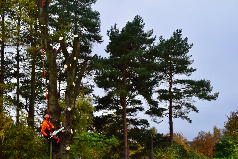 Edinburgh tree removal services by JDS Trees Ltd
